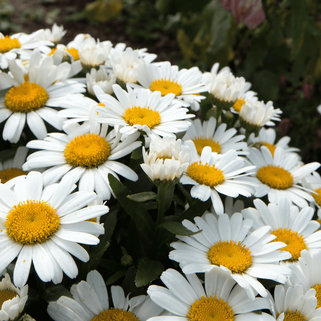 Alaska Shasta Daisy – 100 Seeds | Seeds | Wiccan Center