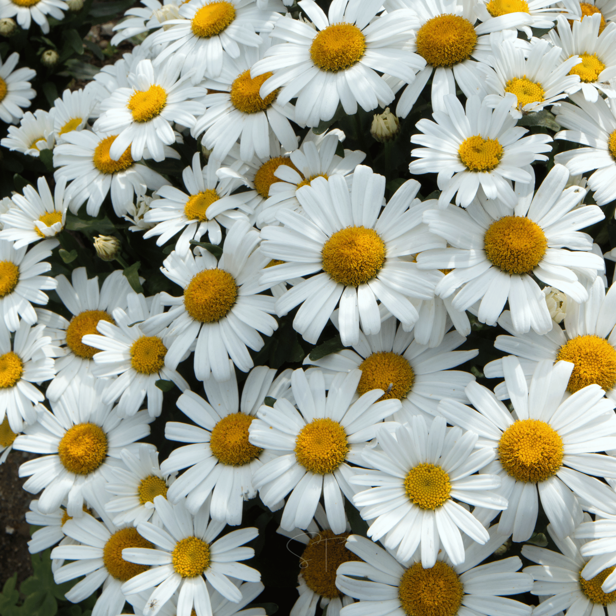 Alaska Shasta Daisy – 100 Seeds | Seeds | Wiccan Center