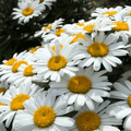 Alaska Shasta Daisy – 100 Seeds | Seeds | Wiccan Center
