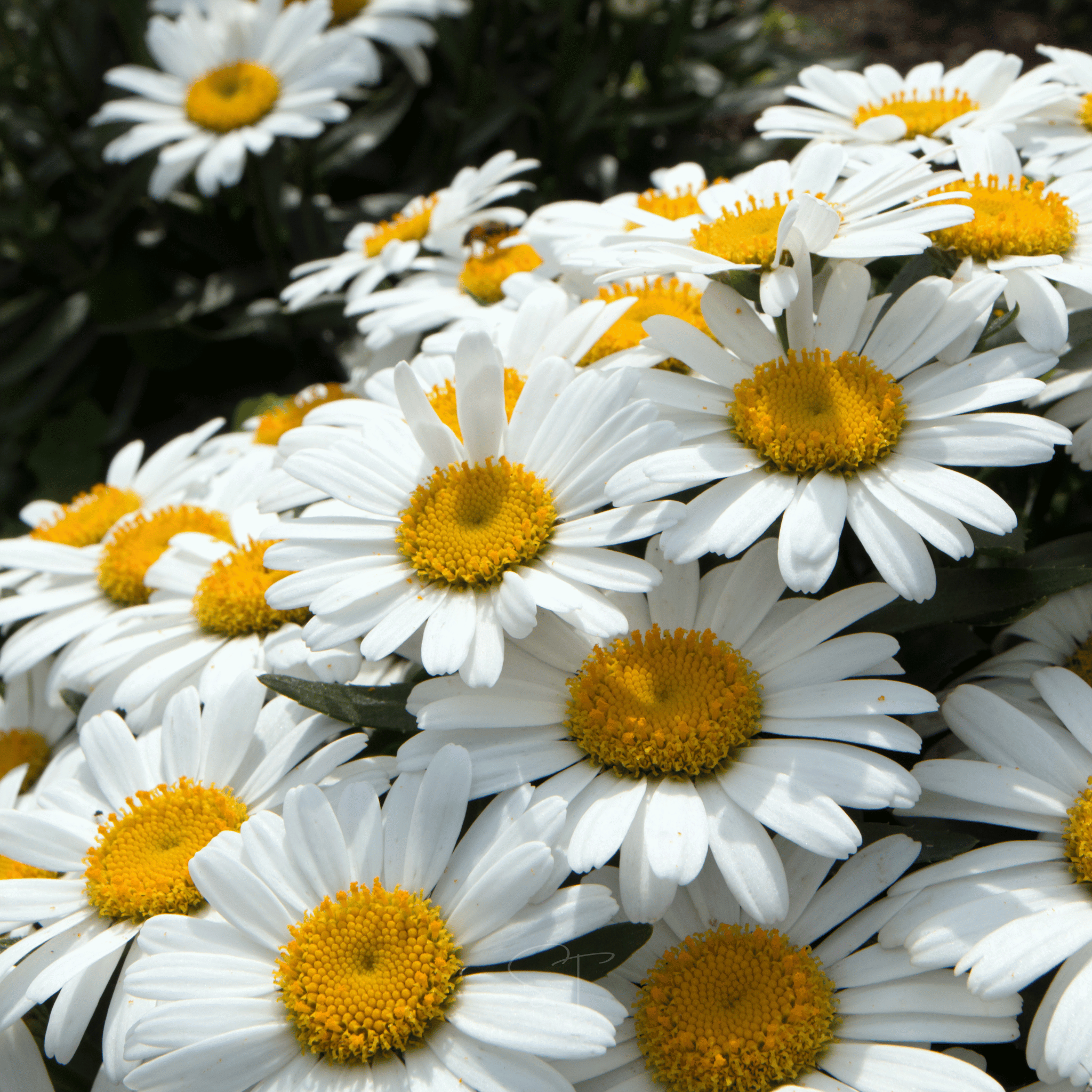 Alaska Shasta Daisy – 100 Seeds | Seeds | Wiccan Center