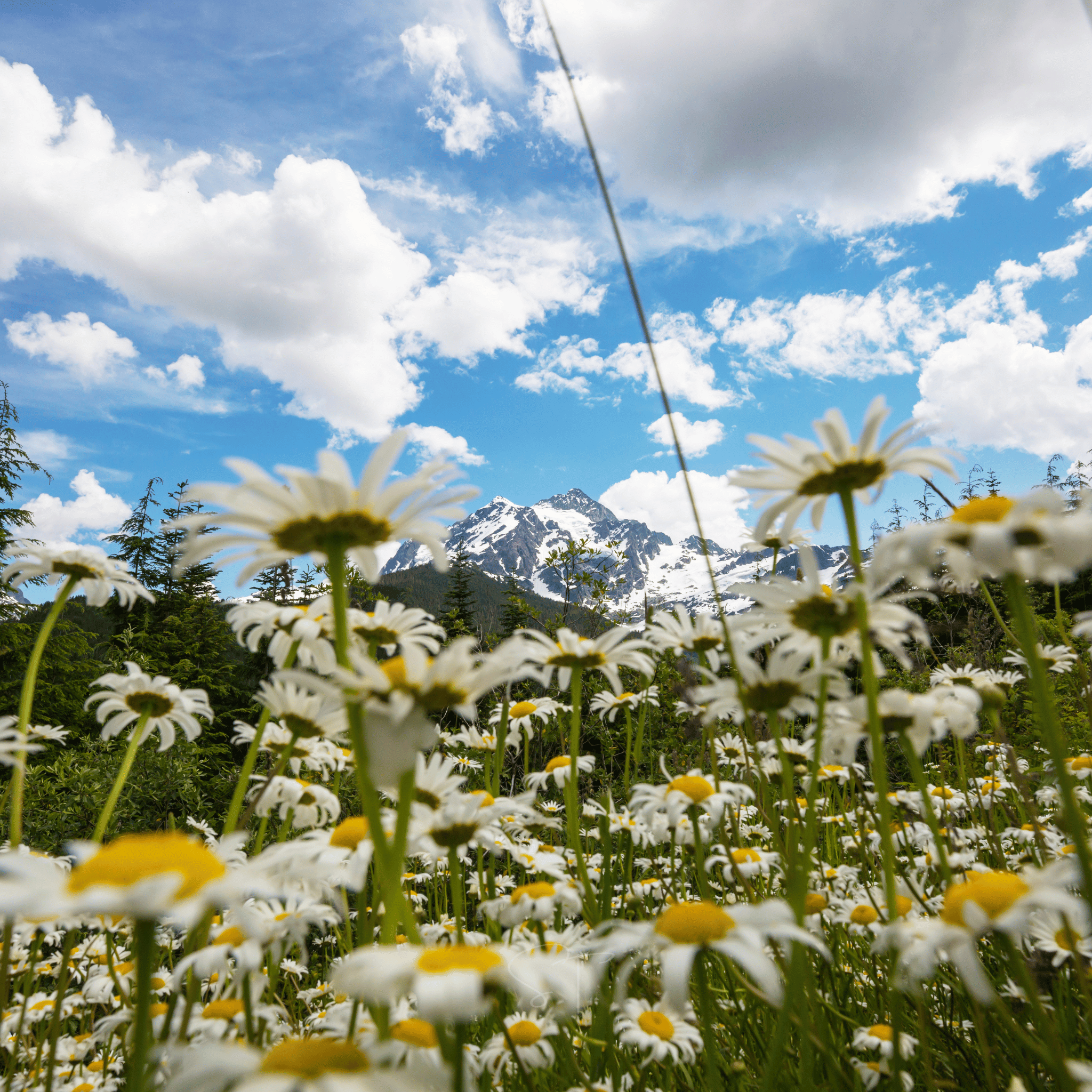 Alaska Shasta Daisy – 100 Seeds | Seeds | Wiccan Center