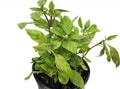 Albahaca Blanca con Raiz