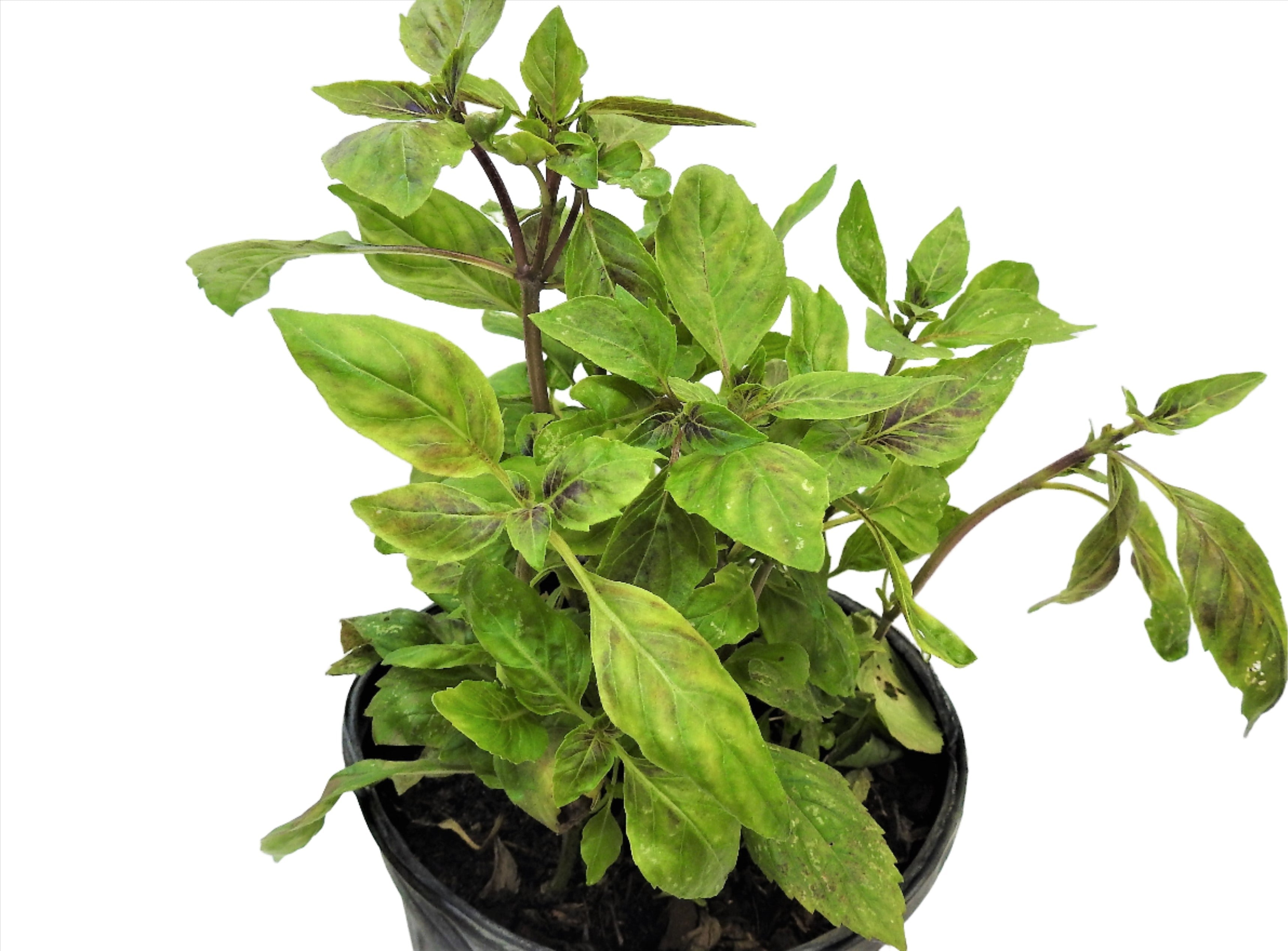 PLANTA ALBAHACA MORADA CON RAIZ