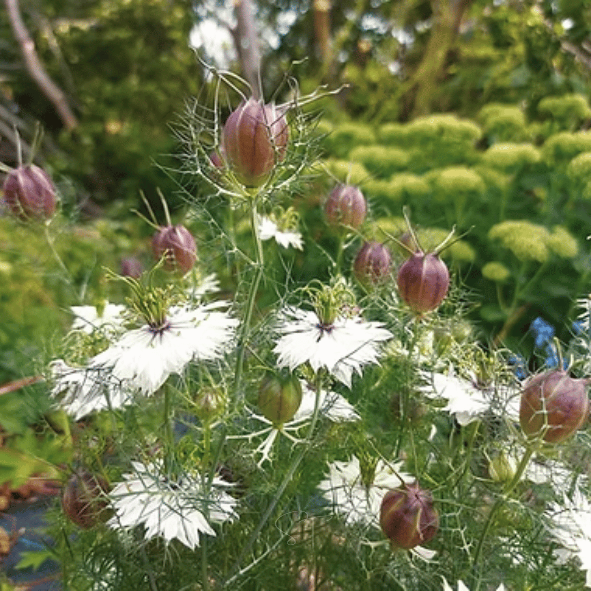 Albion Black Pods Love in a Mist – 100 Seeds | Seeds | Wiccan Center