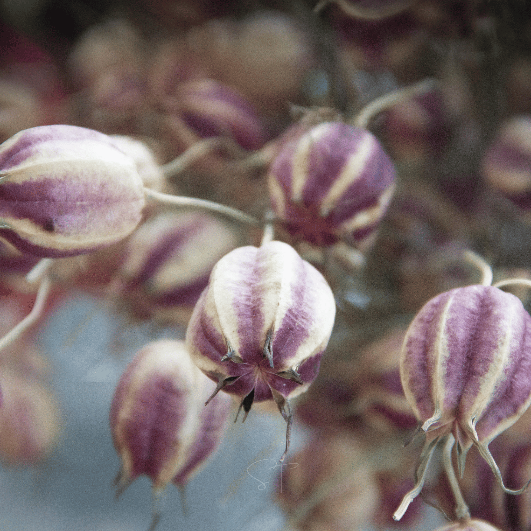 Albion Black Pods Love in a Mist – 100 Seeds | Seeds | Wiccan Center