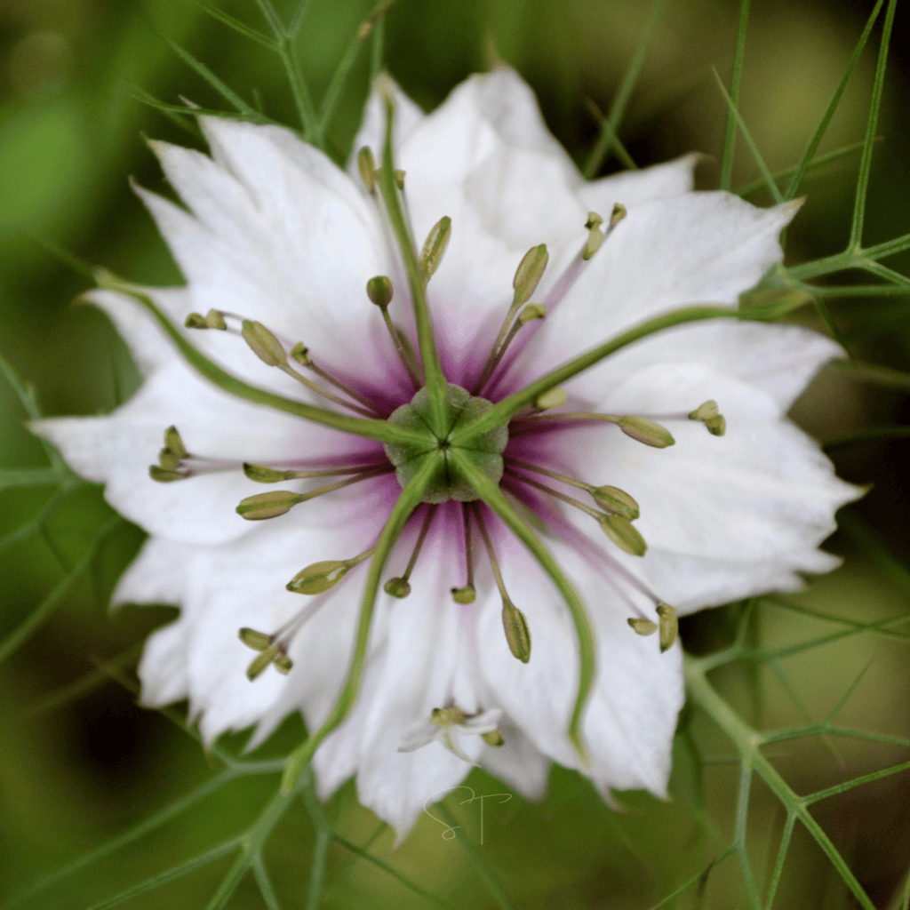 Albion Black Pods Love in a Mist – 100 Seeds | Seeds | Wiccan Center