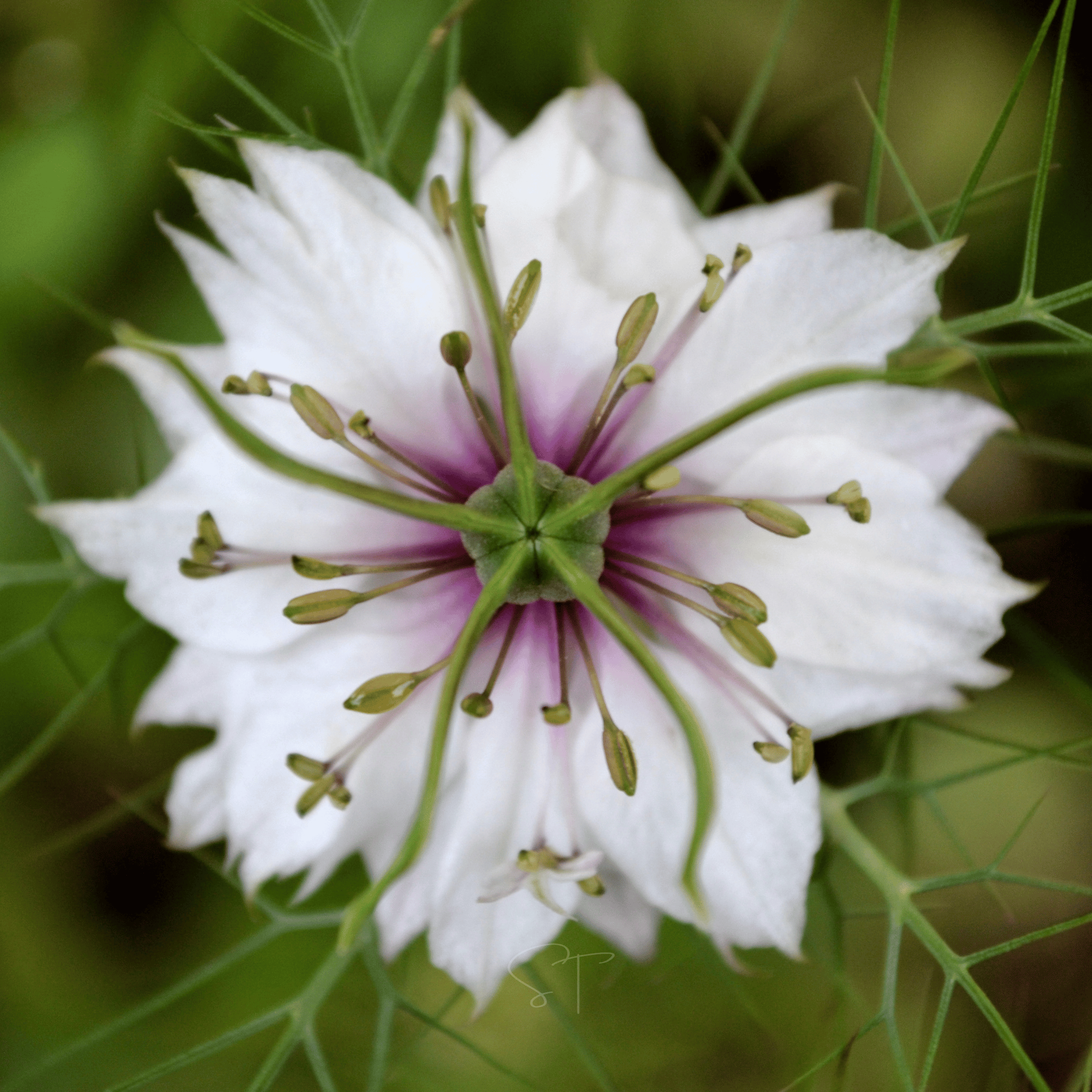 Albion Black Pods Love in a Mist – 100 Seeds | Seeds | Wiccan Center