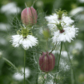 Albion Black Pods Love in a Mist – 100 Seeds | Seeds | Wiccan Center