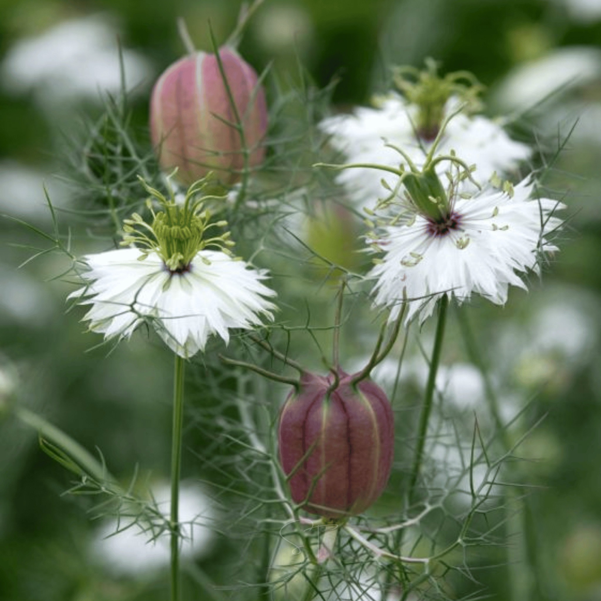 Albion Black Pods Love in a Mist – 100 Seeds | Seeds | Wiccan Center