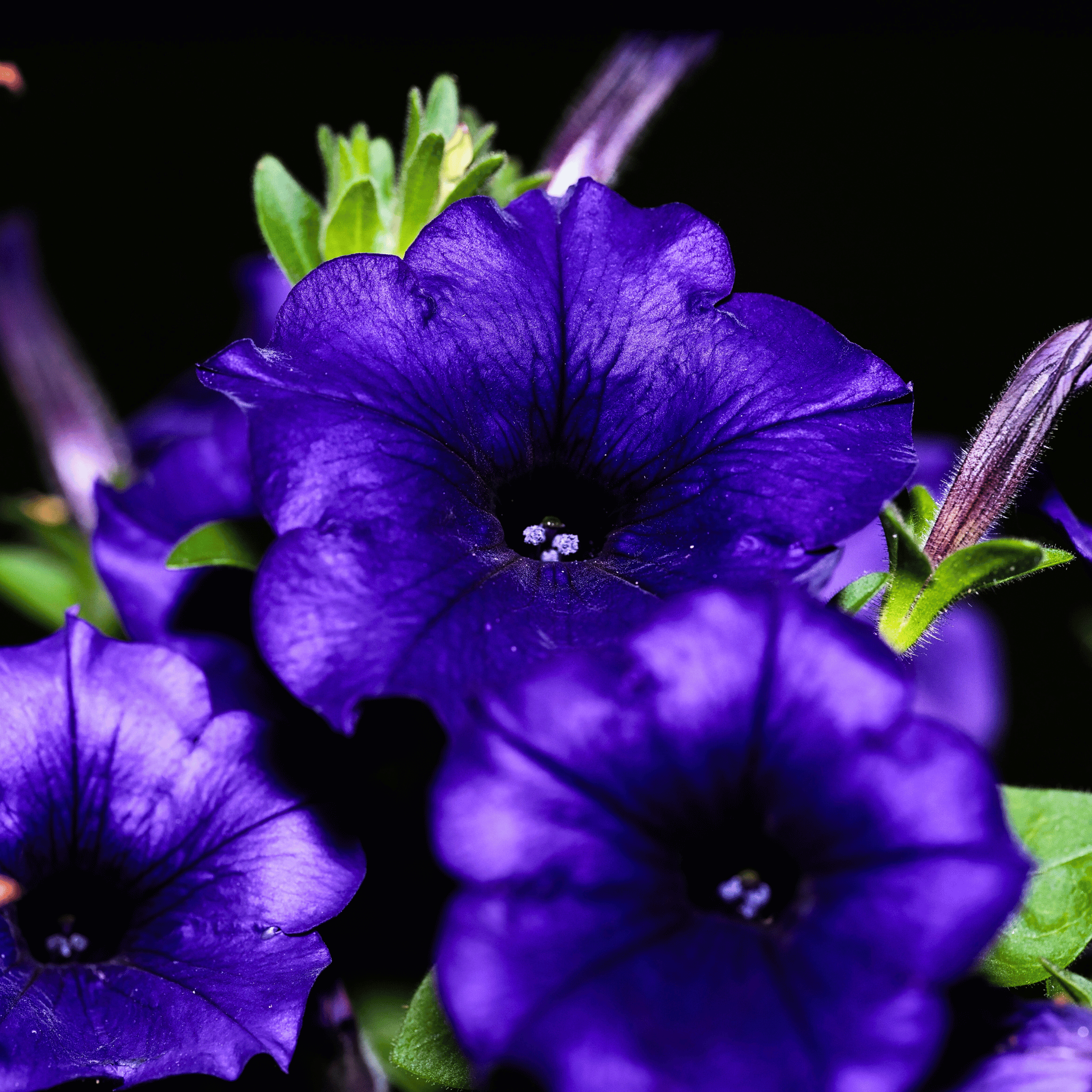 Alderman Blue Petunia – 100 Seeds | Seeds | Wiccan Center
