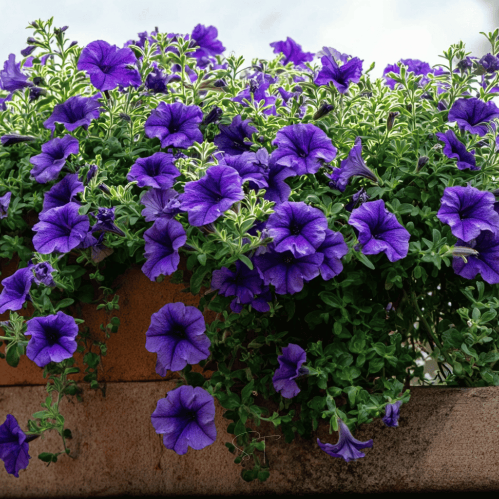 Alderman Blue Petunia – 100 Seeds | Seeds | Wiccan Center