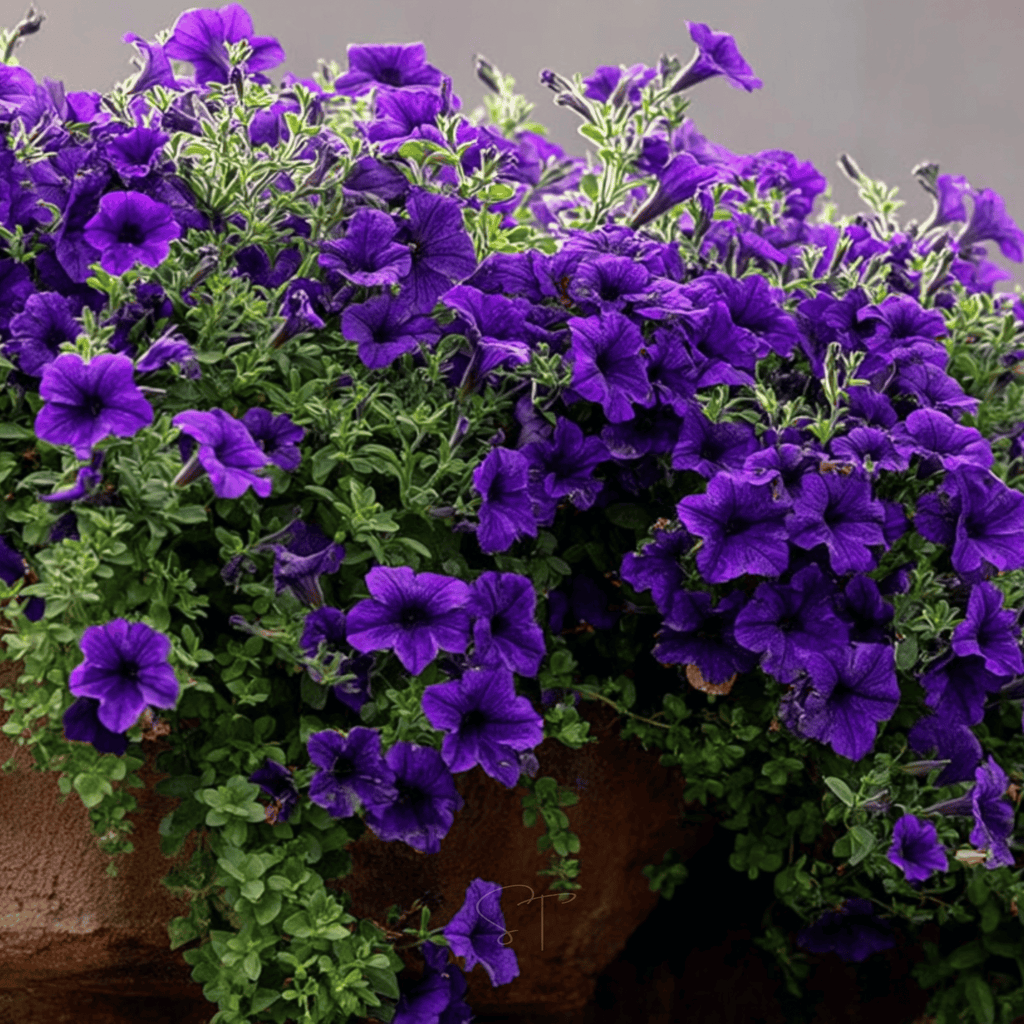 Alderman Blue Petunia – 100 Seeds | Seeds | Wiccan Center