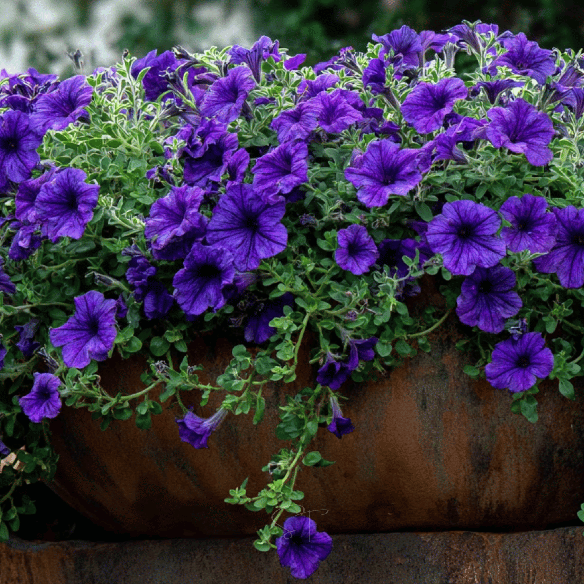 Alderman Blue Petunia – 100 Seeds | Seeds | Wiccan Center