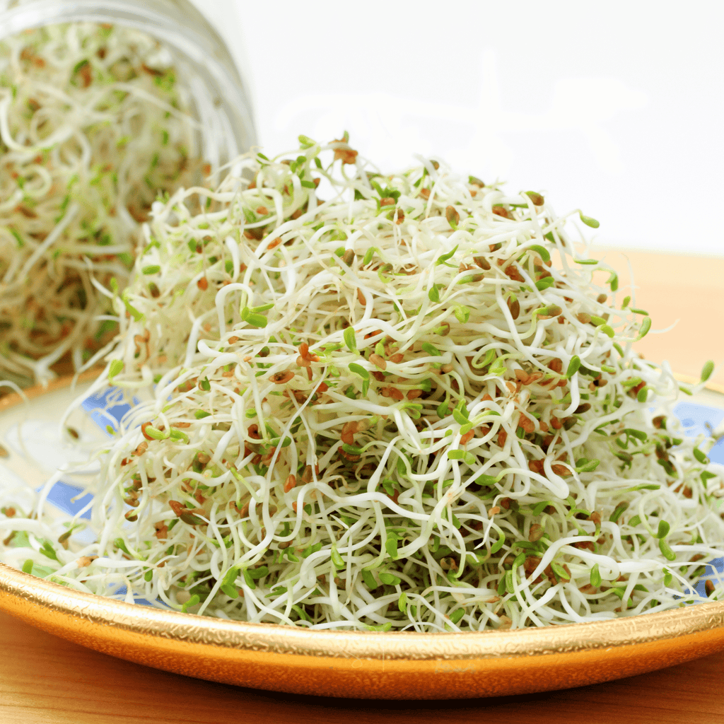 Alfalfa Sprout – 500 Seeds | Seeds | Wiccan Center