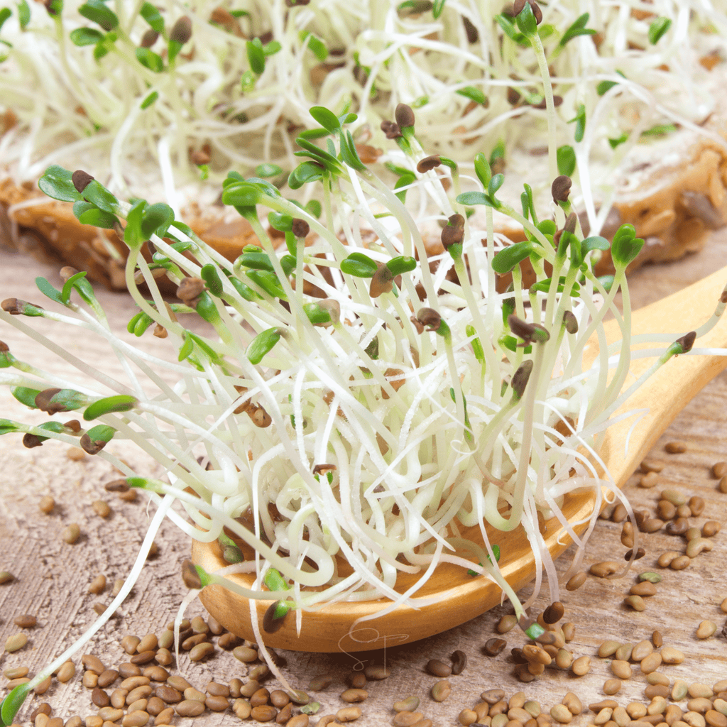 Alfalfa Sprout – 500 Seeds | Seeds | Wiccan Center
