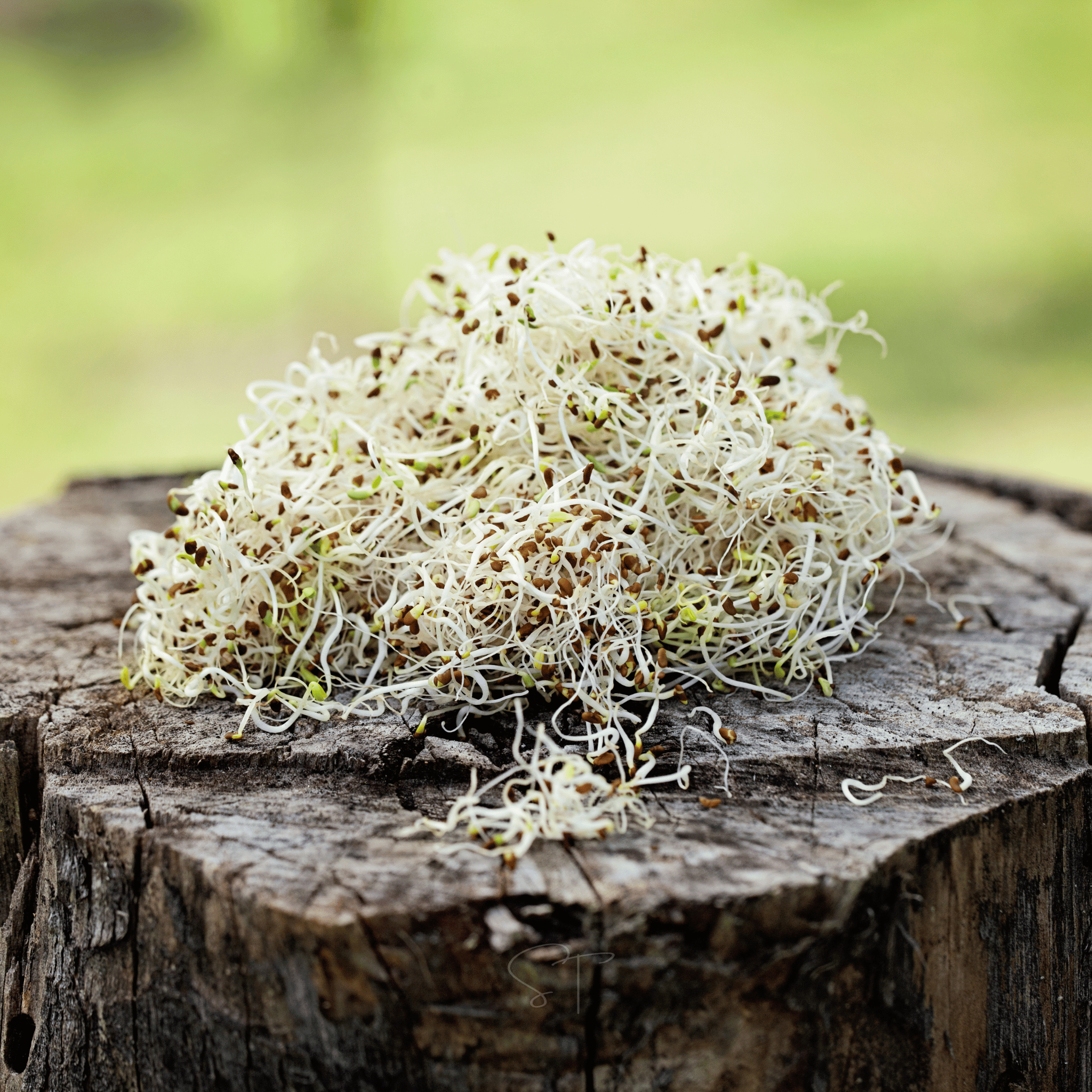 Alfalfa Sprout – 500 Seeds | Seeds | Wiccan Center