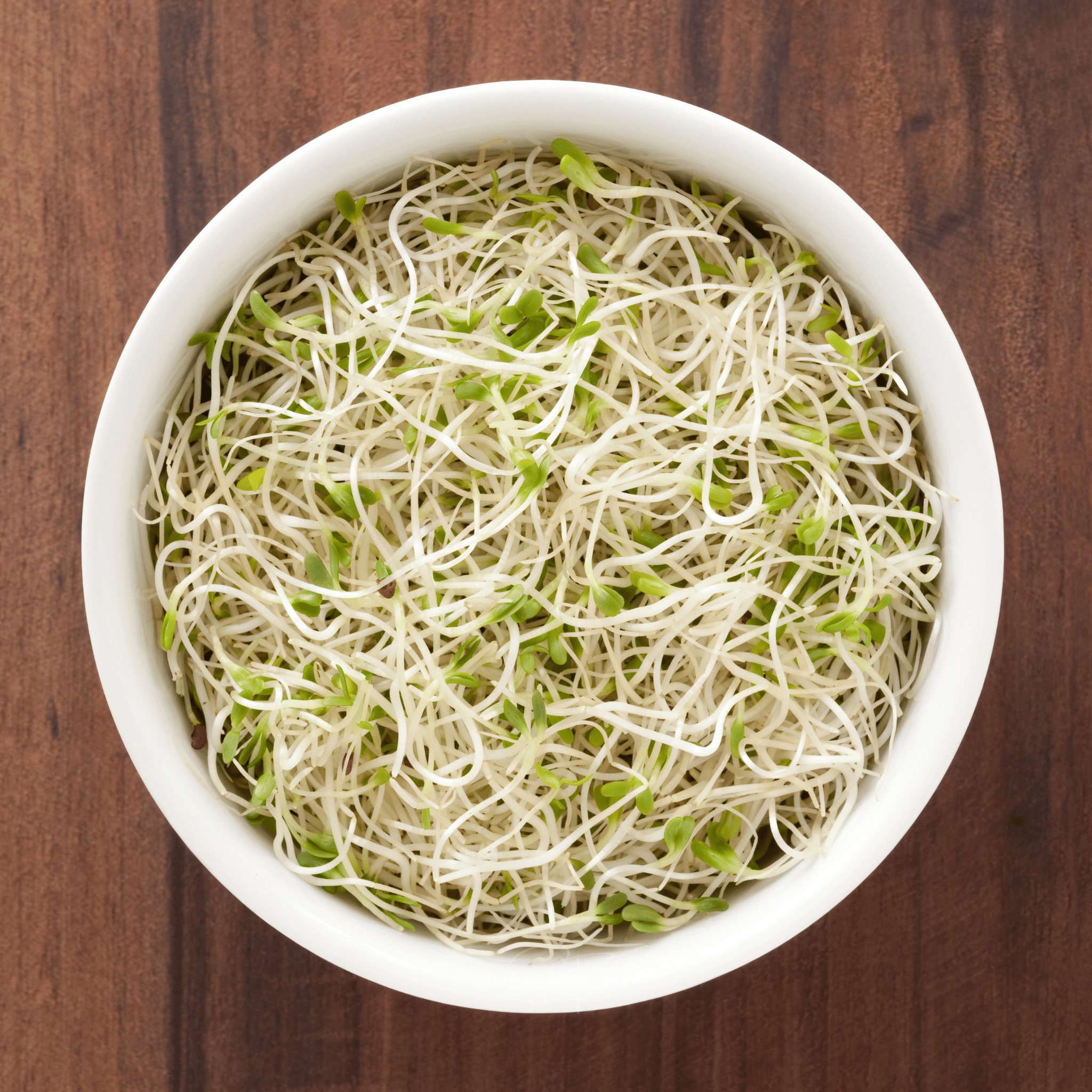 Alfalfa Sprout – 500 Seeds | Seeds | Wiccan Center