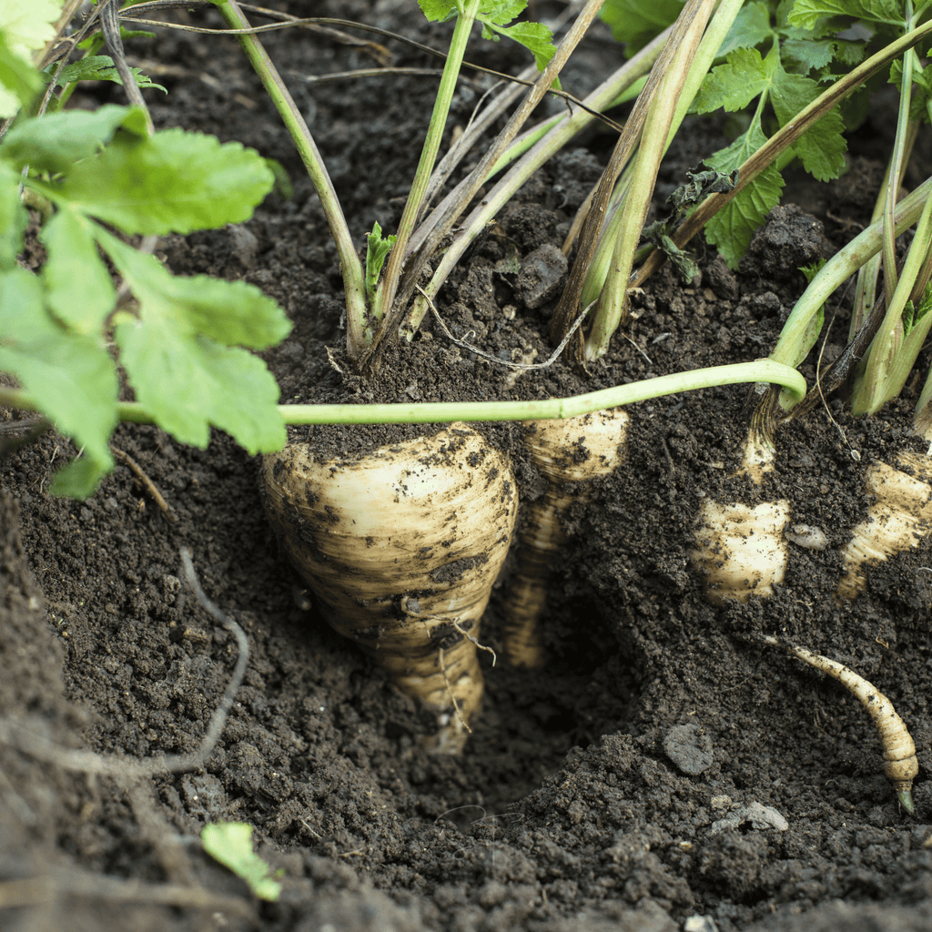 All American Parsnip – 100 Seeds | Seeds | Wiccan Center