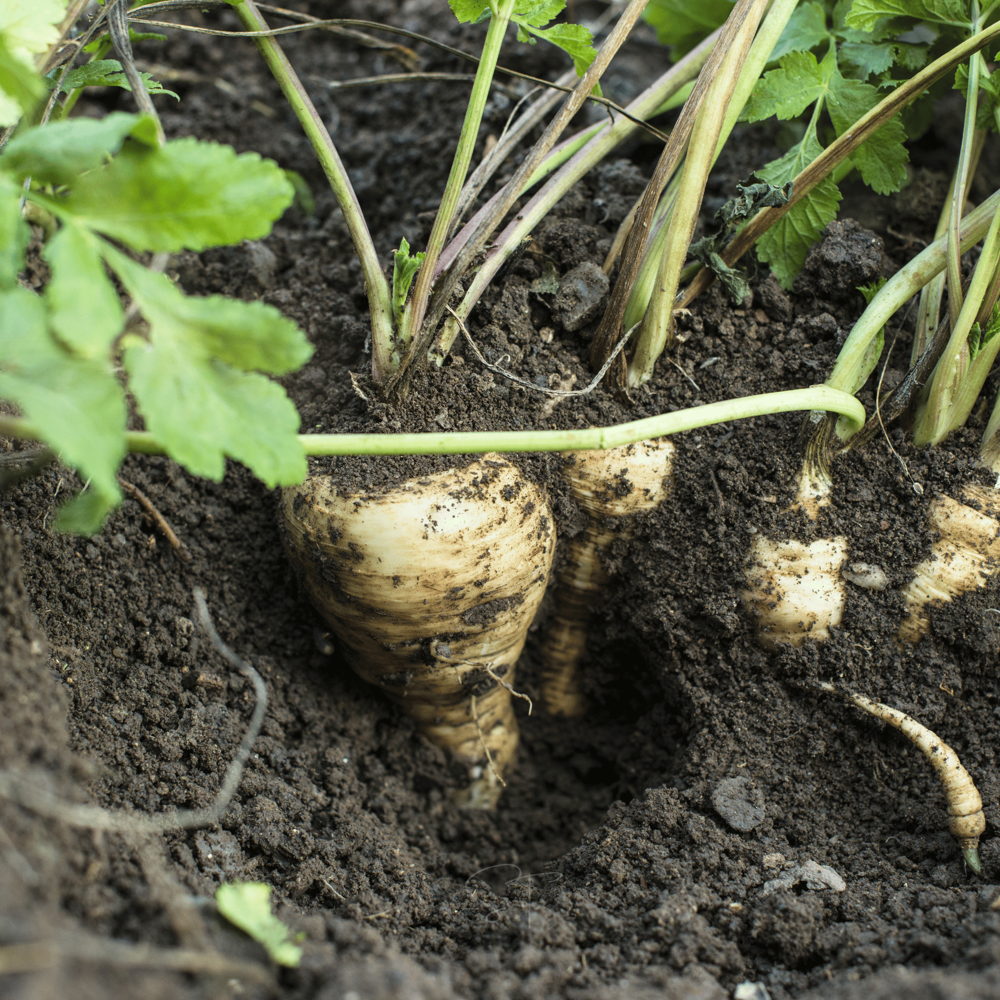 All American Parsnip – 100 Seeds | Seeds | Wiccan Center