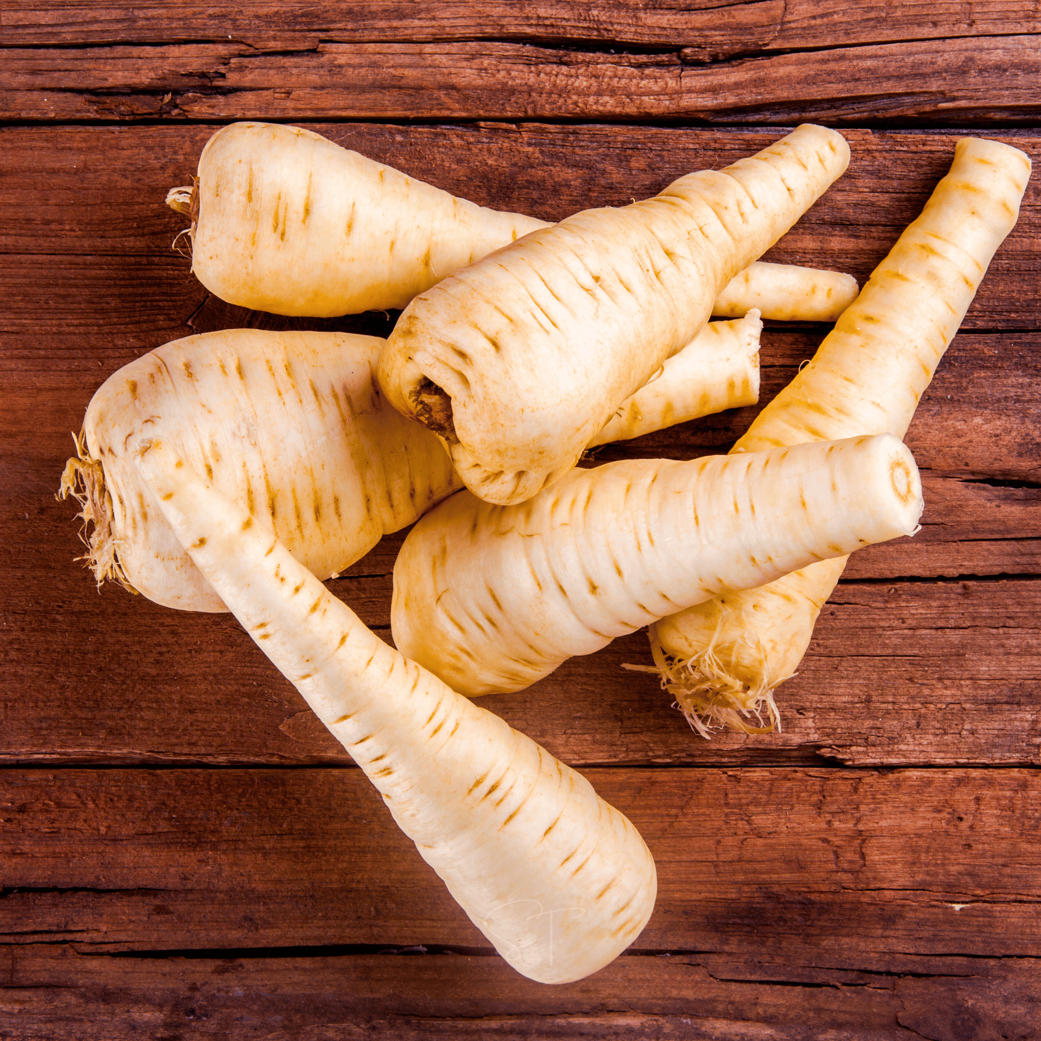 All American Parsnip – 100 Seeds | Seeds | Wiccan Center