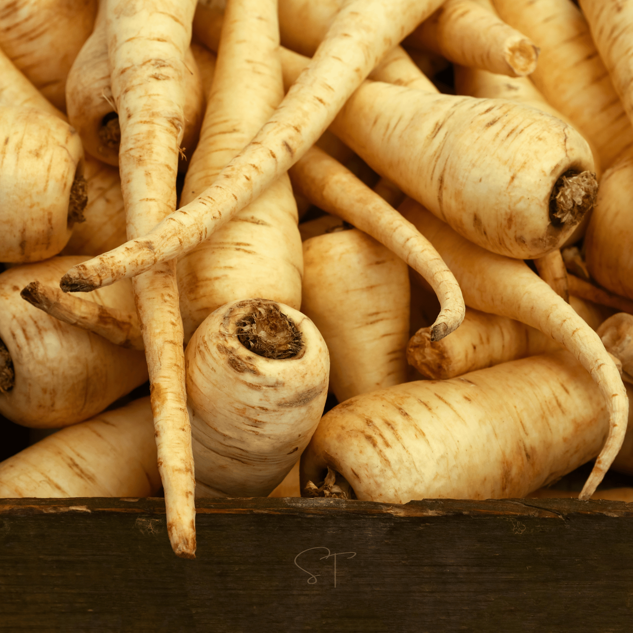 All American Parsnip – 100 Seeds | Seeds | Wiccan Center