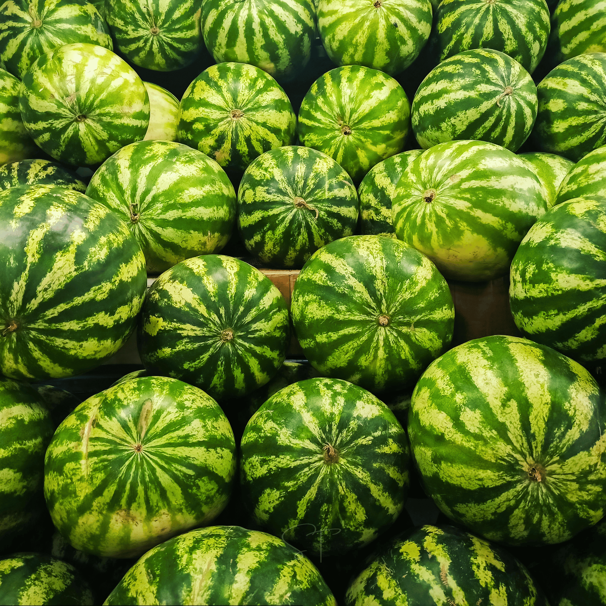All Sweet Watermelon – 25 Seeds | Seeds | Wiccan Center
