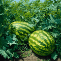 All Sweet Watermelon – 25 Seeds | Seeds | Wiccan Center