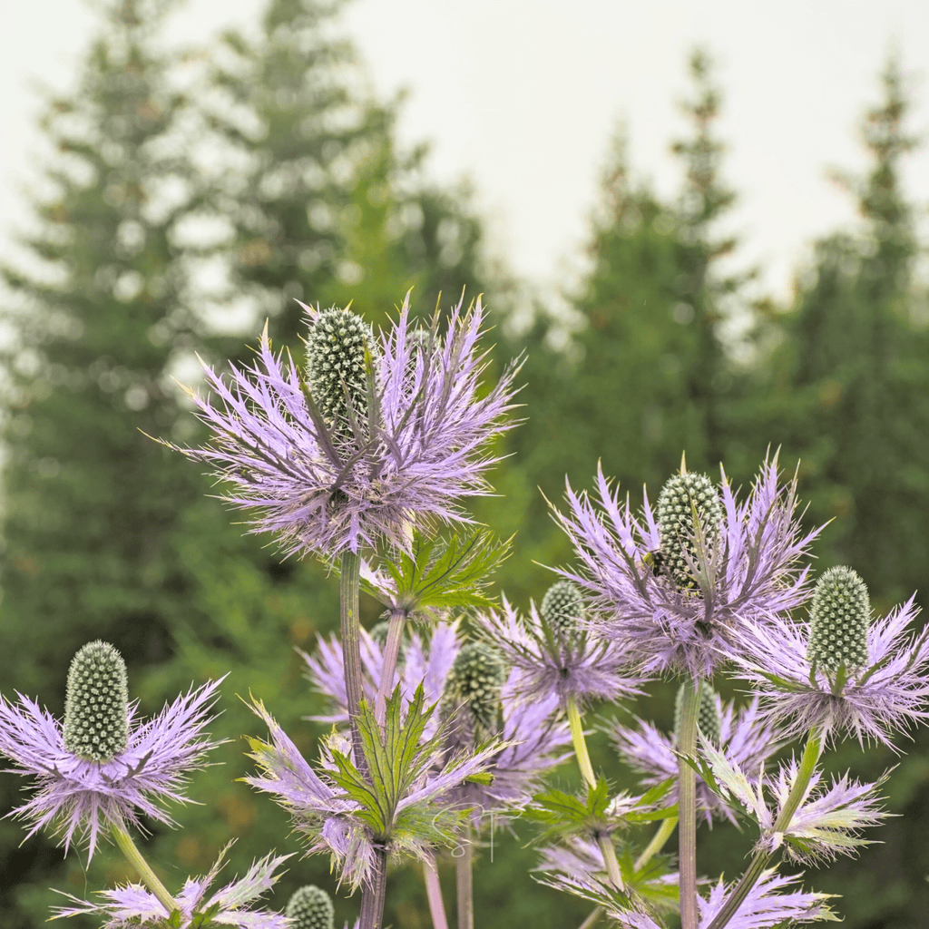 Alpine Sea Holly – 25 Seeds | Seeds | Wiccan Center