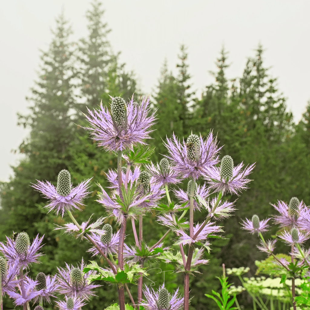 Alpine Sea Holly – 25 Seeds | Seeds | Wiccan Center