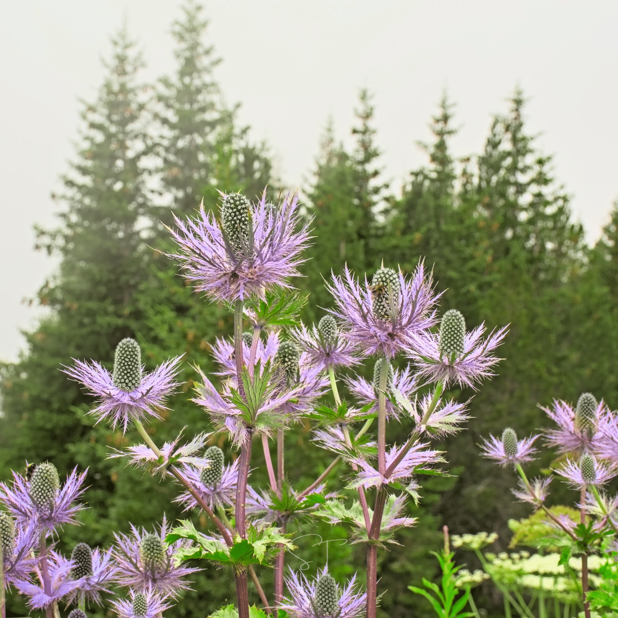 Alpine Sea Holly – 25 Seeds | Seeds | Wiccan Center