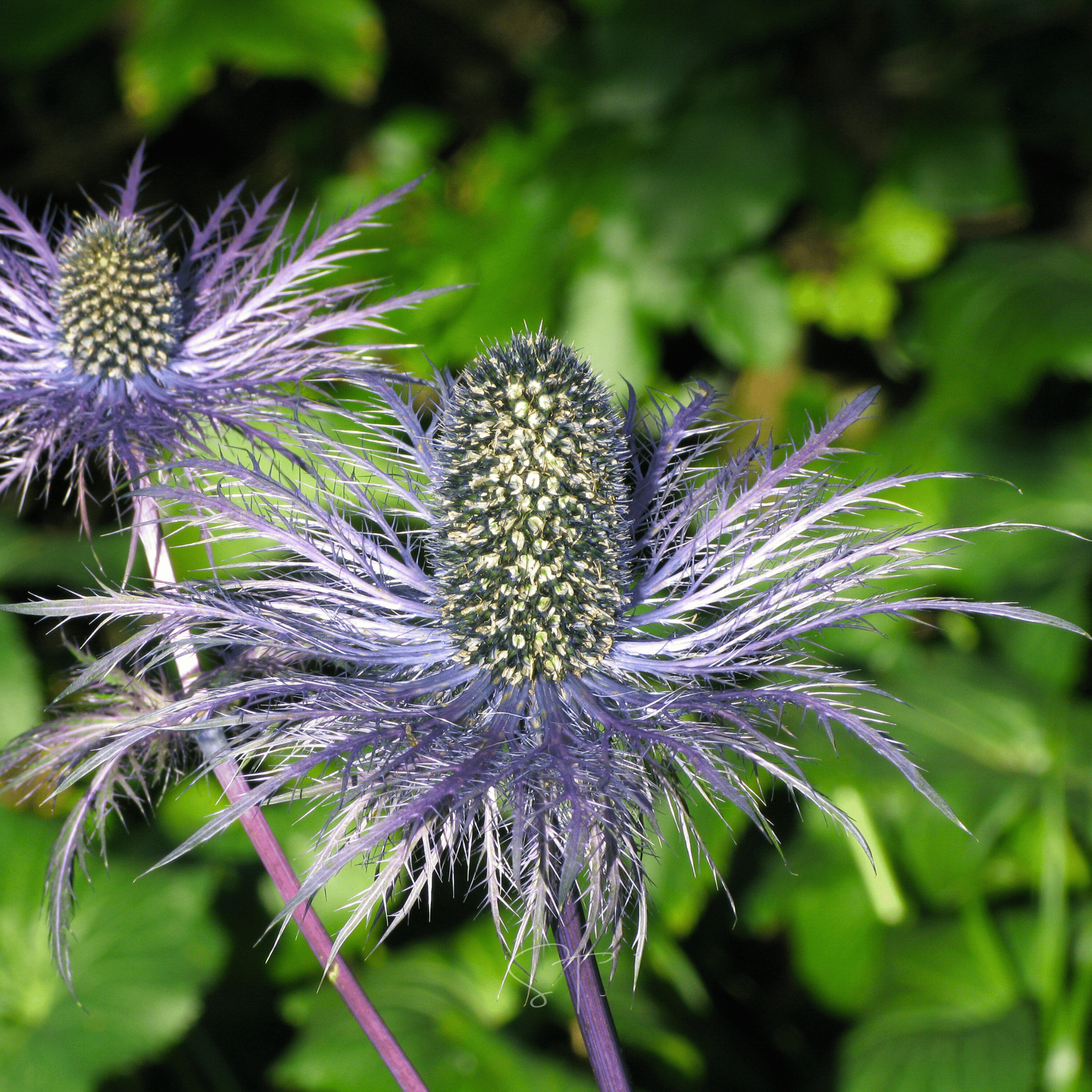 Alpine Sea Holly – 25 Seeds | Seeds | Wiccan Center
