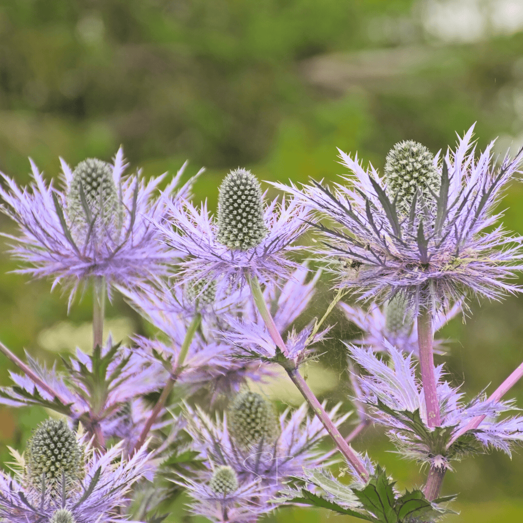 Alpine Sea Holly – 25 Seeds | Seeds | Wiccan Center