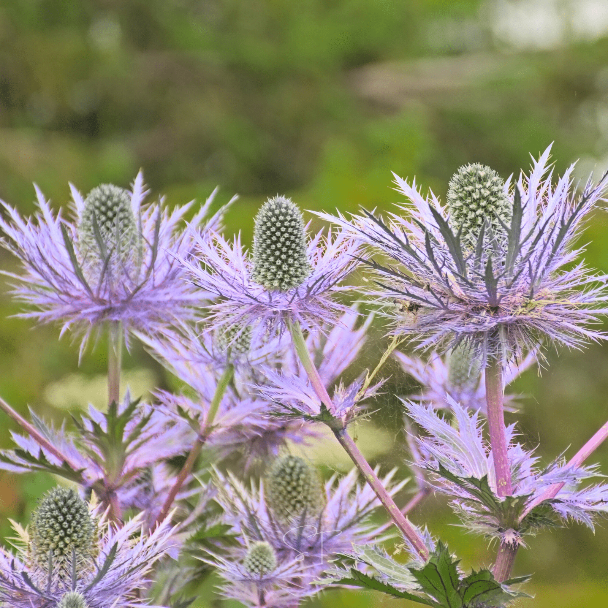 Alpine Sea Holly – 25 Seeds | Seeds | Wiccan Center