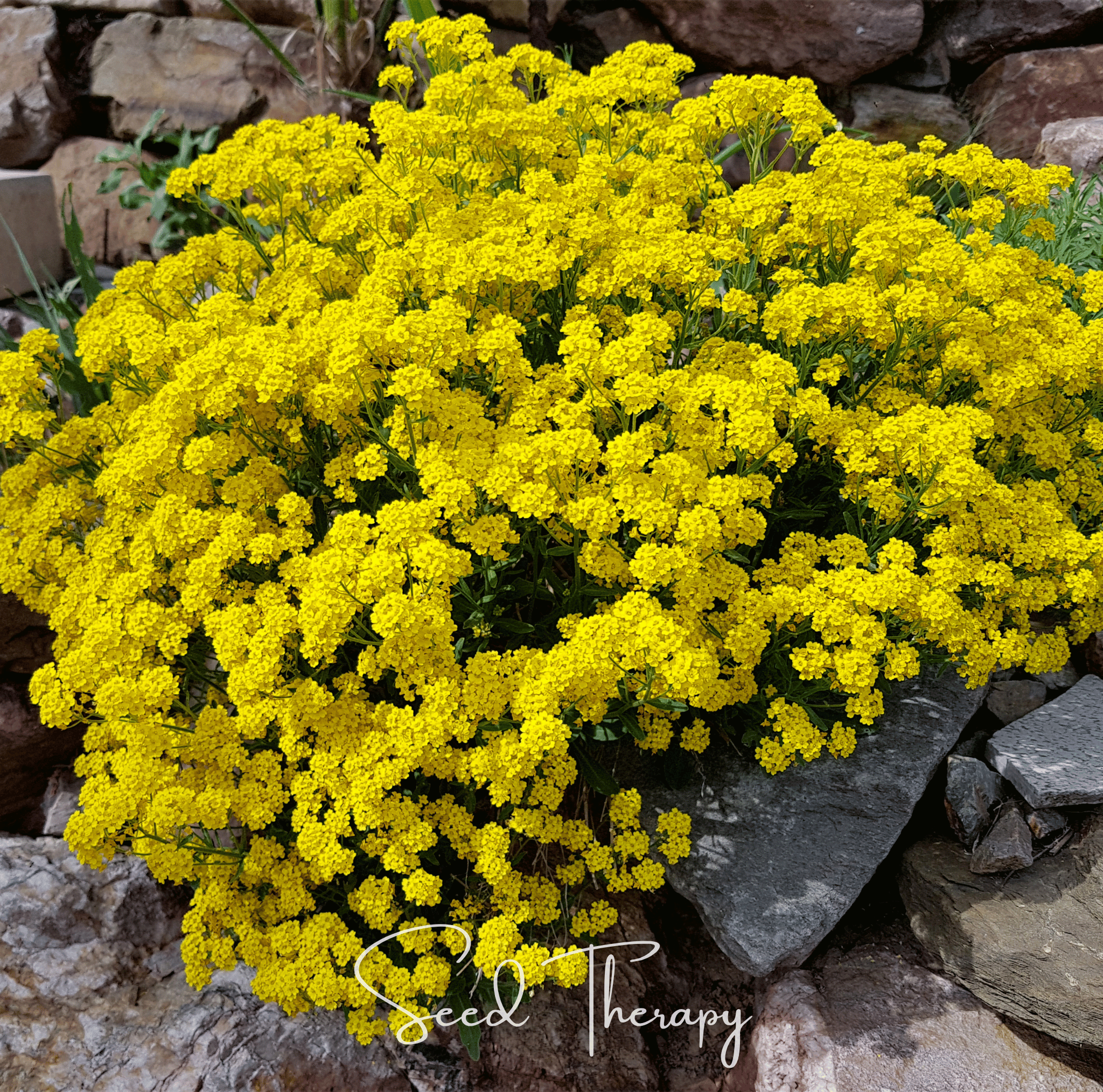 Basket of Gold Alyssum – 100 Seeds | | Wiccan Center