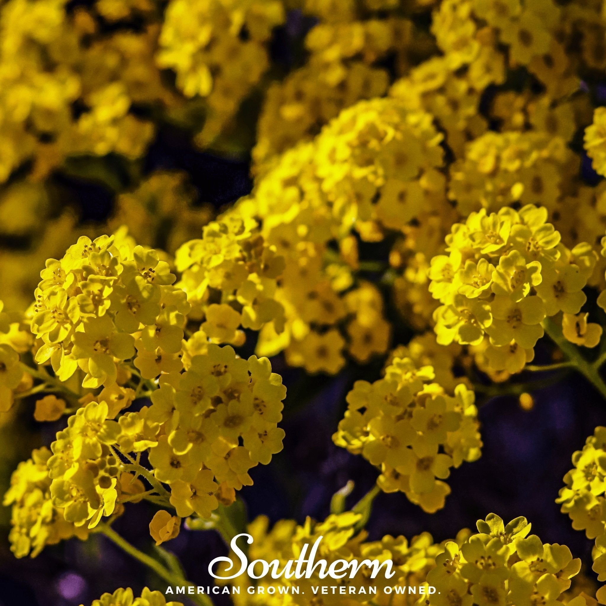 Basket of Gold Alyssum – 100 Seeds | | Wiccan Center