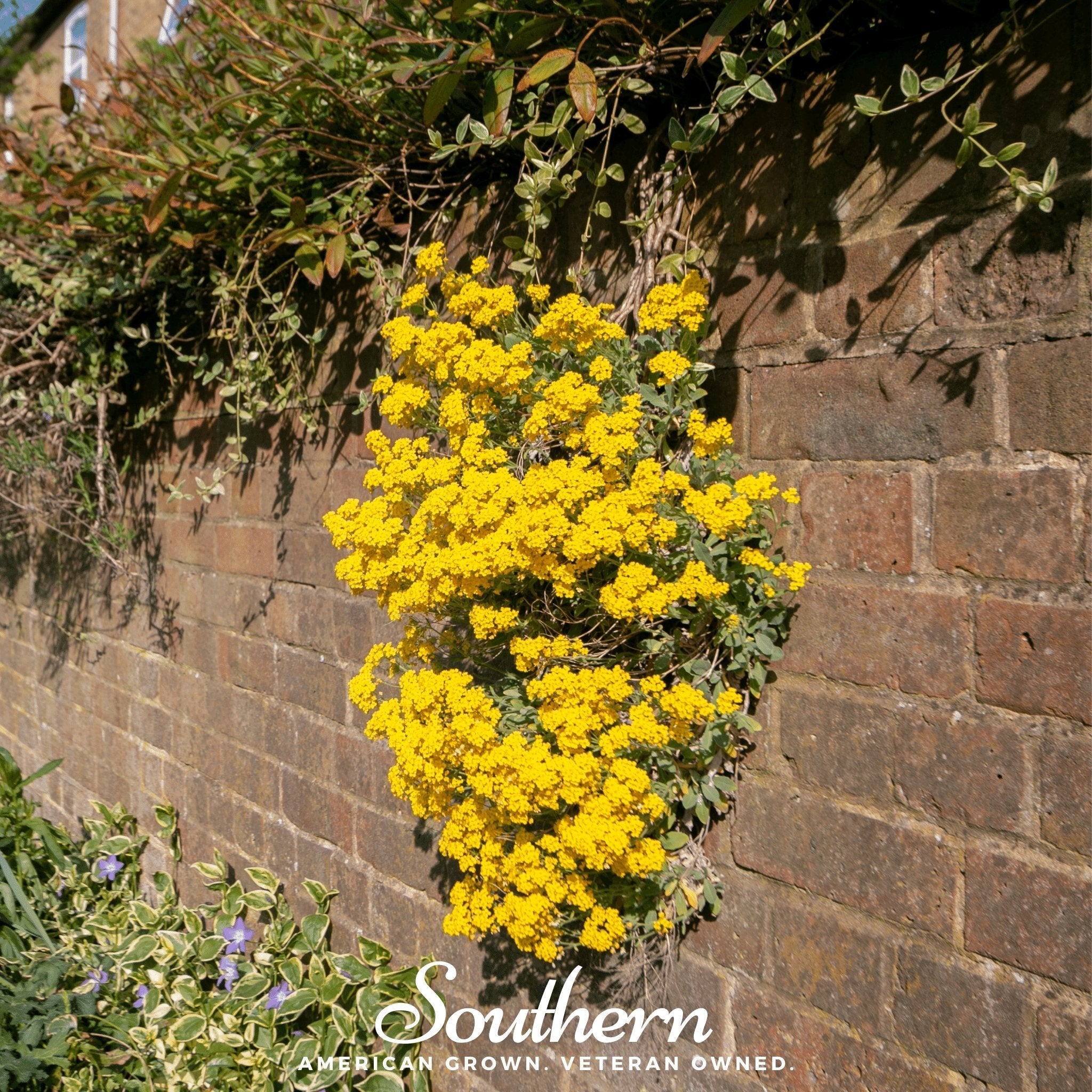 Basket of Gold Alyssum – 100 Seeds | | Wiccan Center
