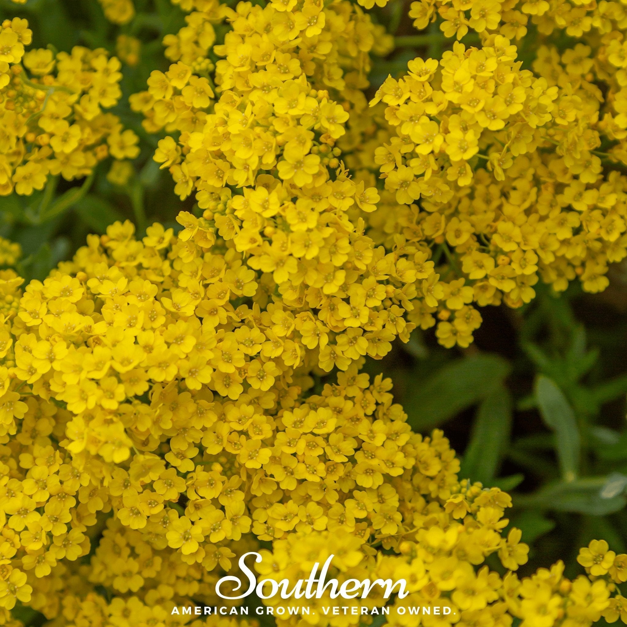 Basket of Gold Alyssum – 100 Seeds | | Wiccan Center