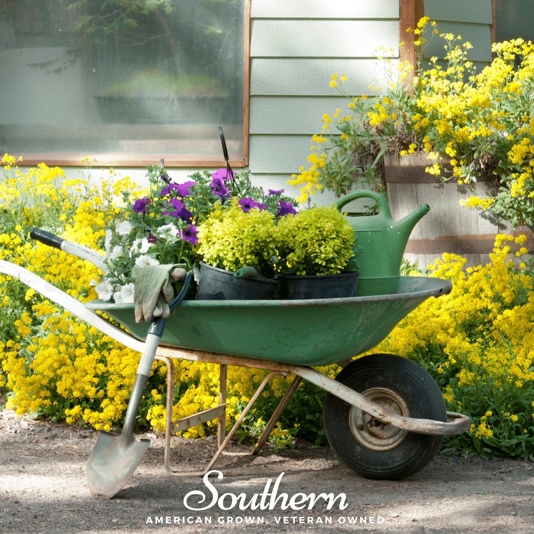 Basket of Gold Alyssum – 100 Seeds | | Wiccan Center