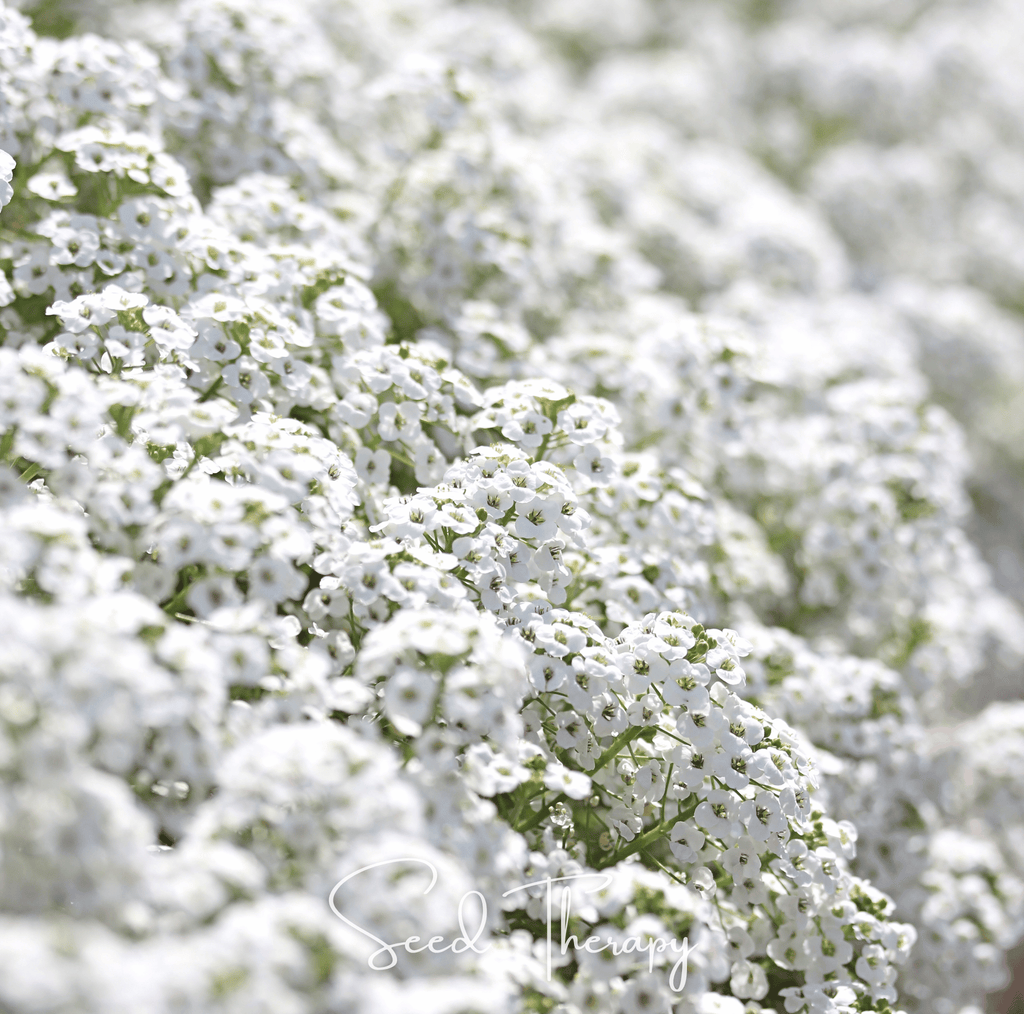 Carpet of Snow Sweet Alyssum – 250 Seeds | Seeds | Wiccan Center