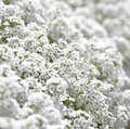 Carpet of Snow Sweet Alyssum – 250 Seeds | Seeds | Wiccan Center