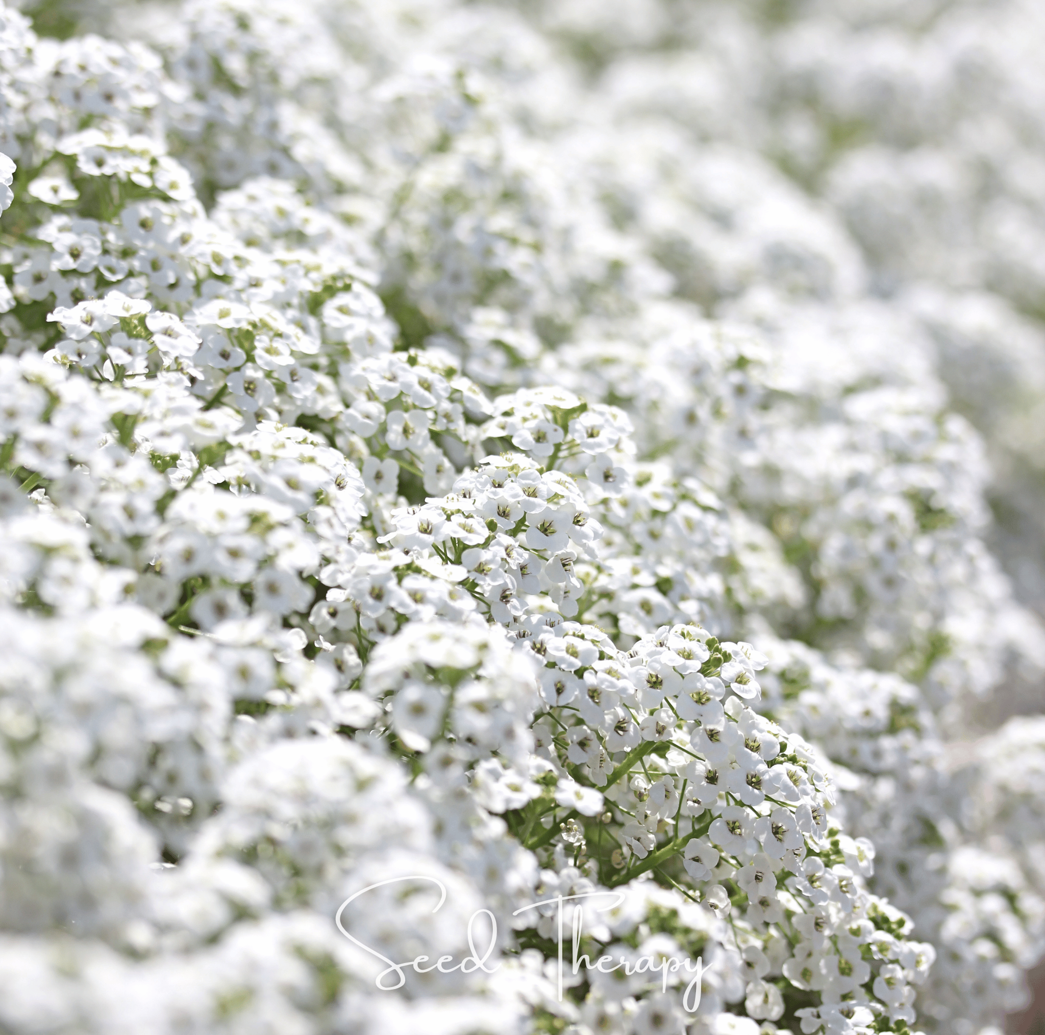 Carpet of Snow Sweet Alyssum – 250 Seeds | Seeds | Wiccan Center