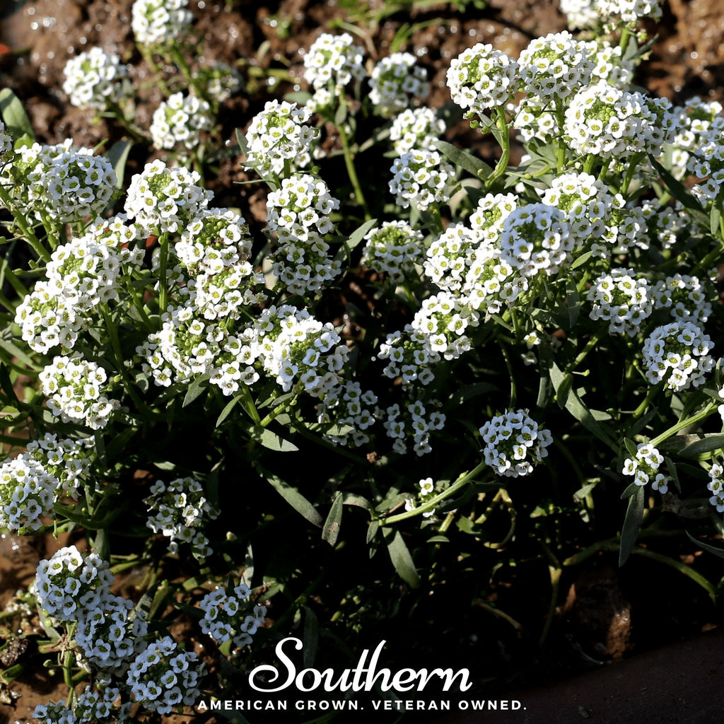 Carpet of Snow Sweet Alyssum – 250 Seeds | Seeds | Wiccan Center