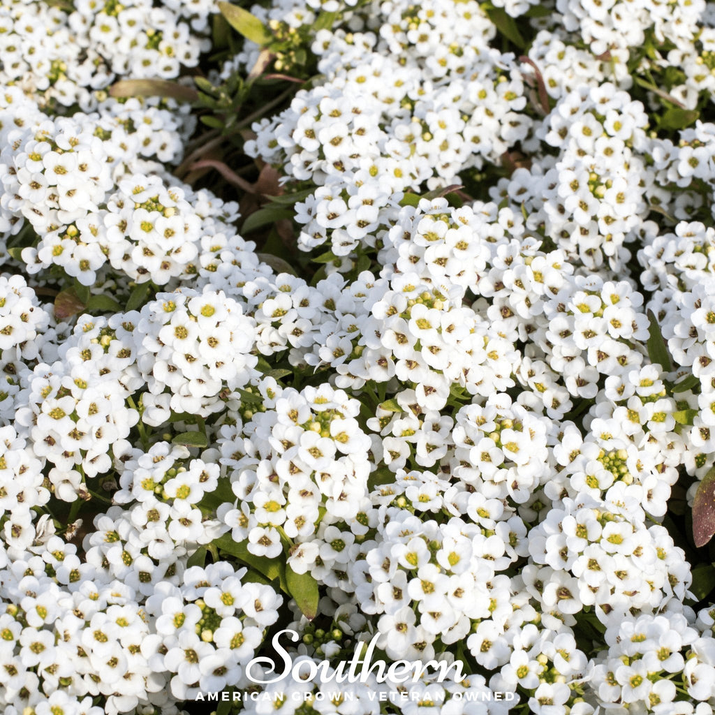 Carpet of Snow Sweet Alyssum – 250 Seeds | Seeds | Wiccan Center