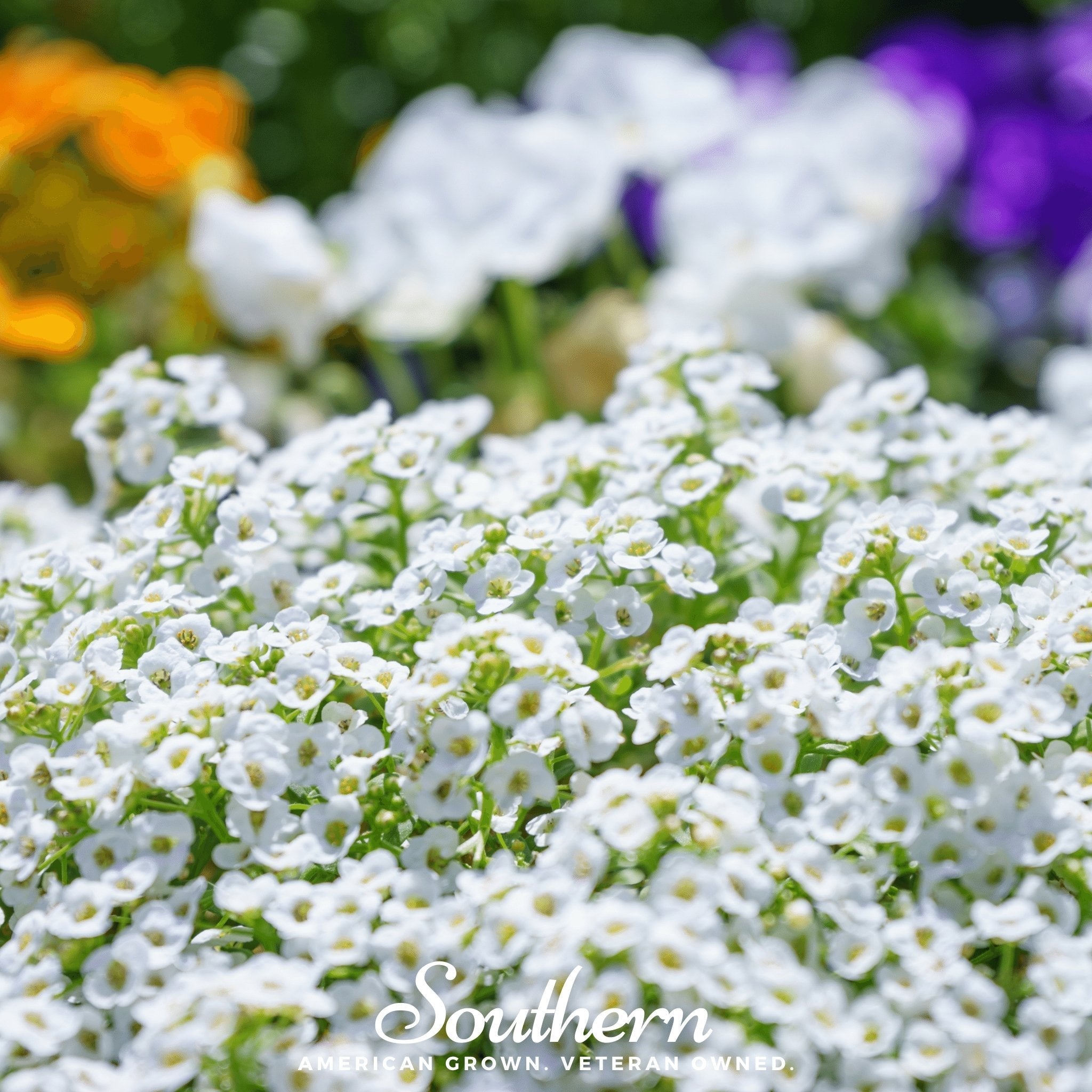 Carpet of Snow Sweet Alyssum – 250 Seeds | Seeds | Wiccan Center