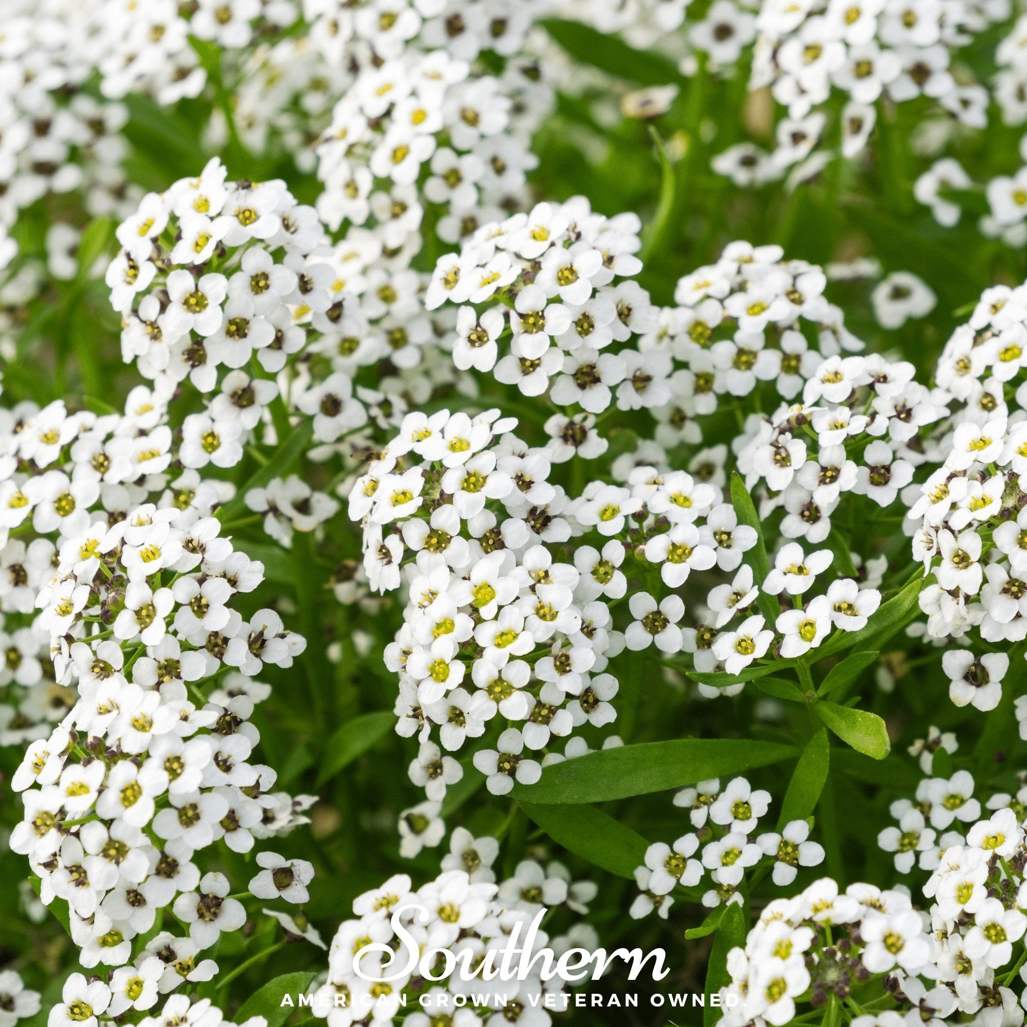 Carpet of Snow Sweet Alyssum – 250 Seeds | Seeds | Wiccan Center