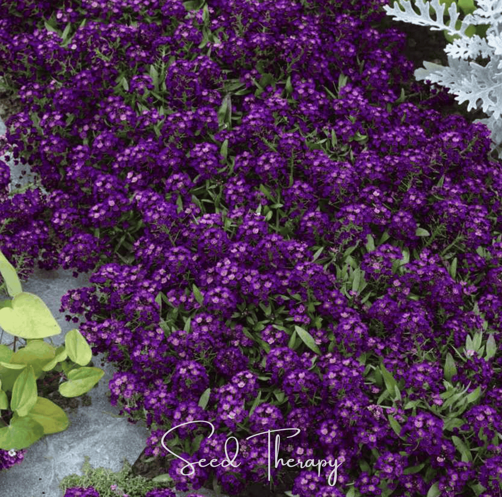 Oriental Nights Alyssum – 100 Seeds | Seeds | Wiccan Center