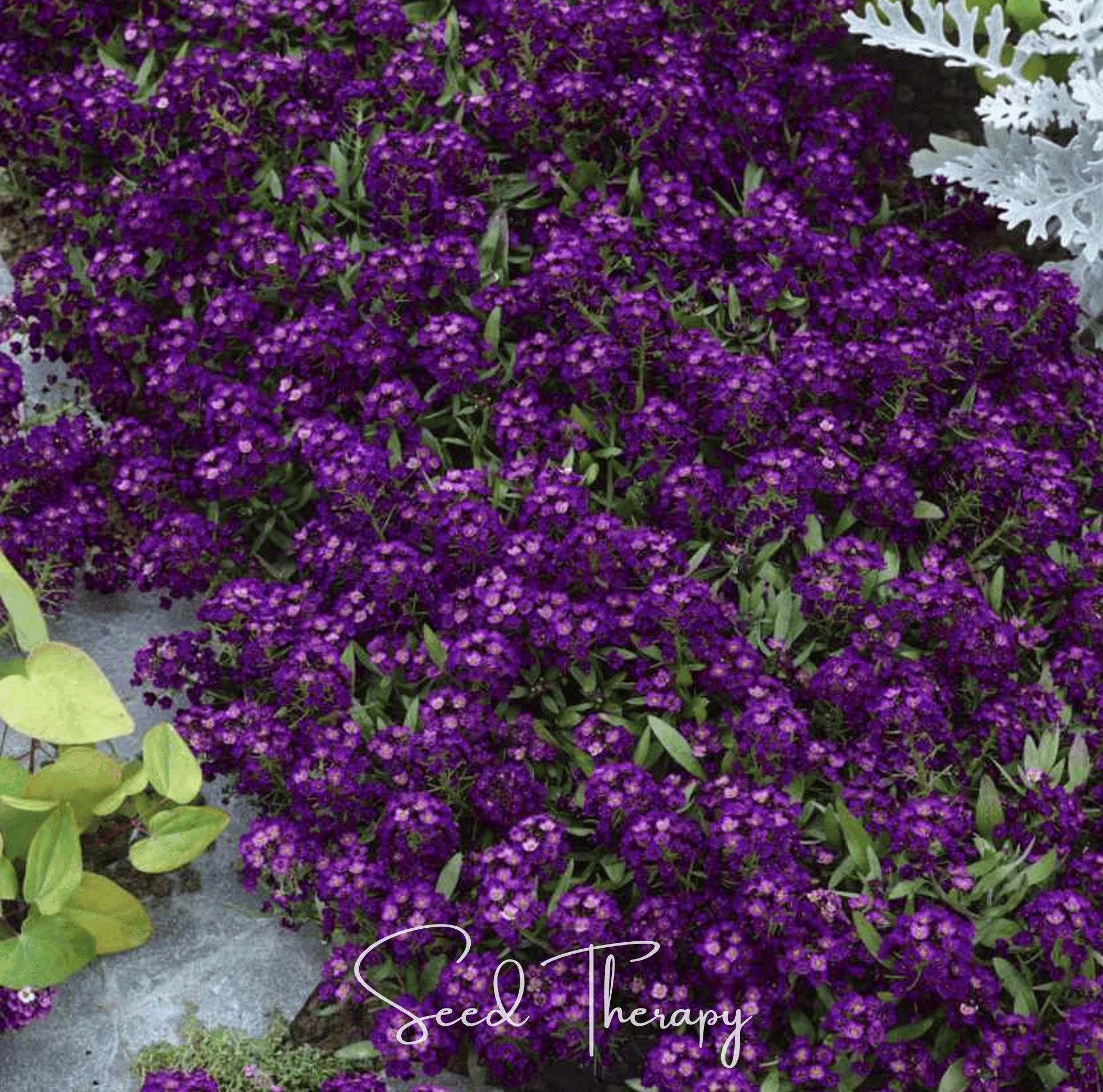 Oriental Nights Alyssum – 100 Seeds | Seeds | Wiccan Center