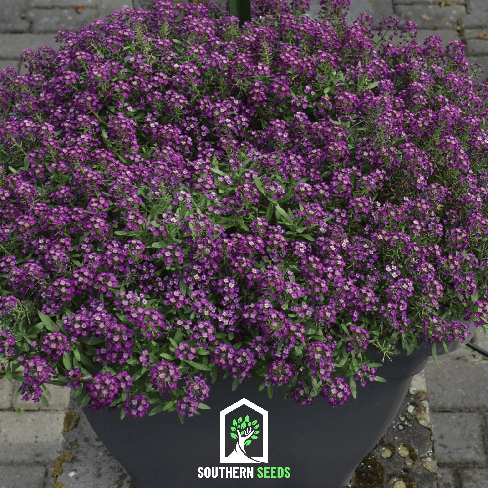 Oriental Nights Alyssum – 100 Seeds | Seeds | Wiccan Center