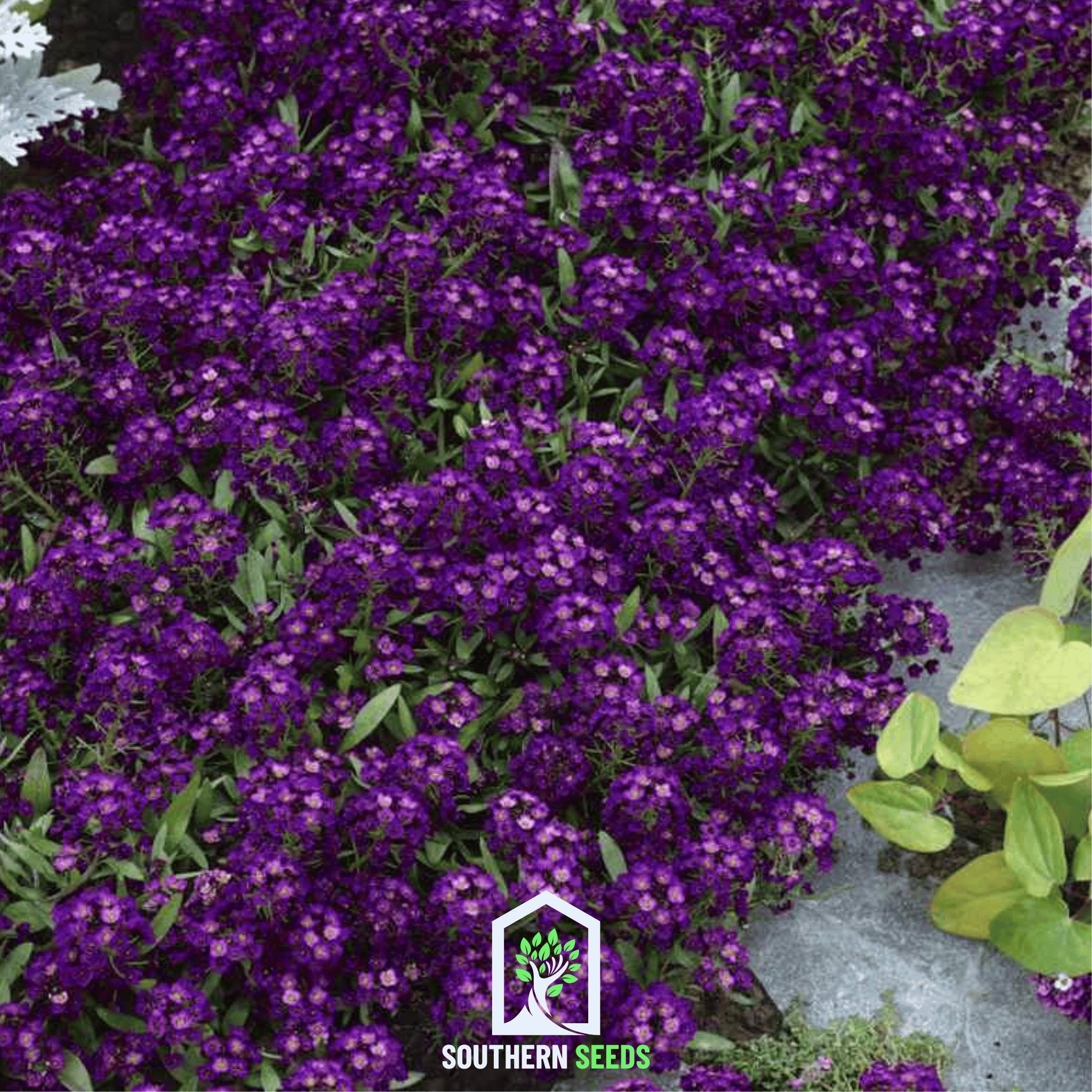 Oriental Nights Alyssum – 100 Seeds | Seeds | Wiccan Center