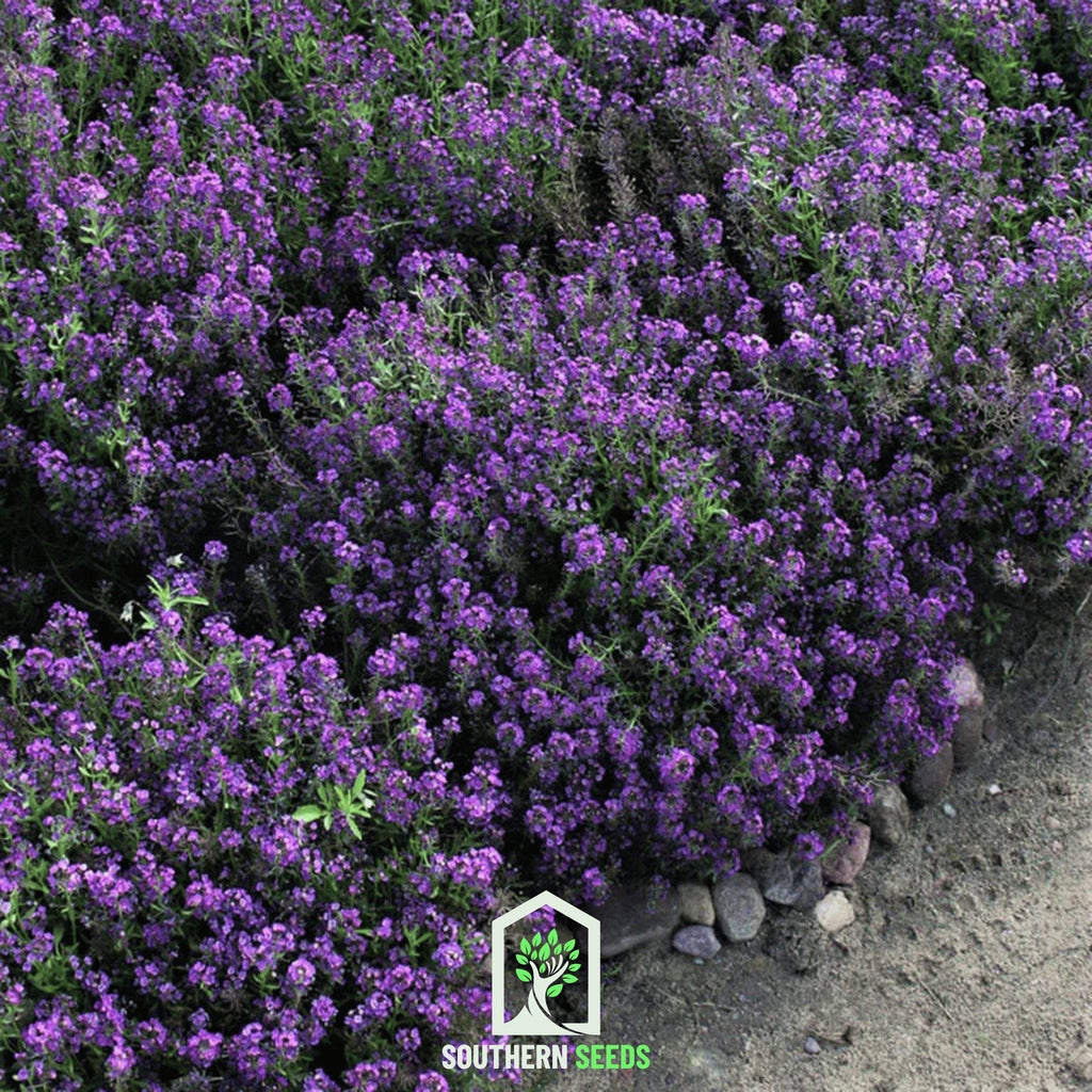 Oriental Nights Alyssum – 100 Seeds | Seeds | Wiccan Center